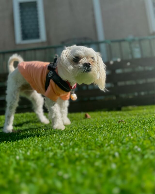 チロくん♡
ご来店ありがとうございました🐶

施術中もドッグランが気になるみたいで、
ずっと外を見てお利口さんでした💡

ドッグランでお水遊びしてくれると思ったけど
避けるように走ってくれました🤣🤣
また来てね😊

ママさんは定期的に通ってくれていて
ECLATで施術を受けると持病の辛さが良くなる！と
嬉しいお言葉🙏✨

またメンテナンスのお手伝いさせていただきます♡

ドライヘッドスパ＆よもぎ蒸しECLAT
🏠千葉県八街市朝日（ご予約時に詳細をお伝えします）
定休日:月曜日
平日11:00~20:00  土日祝10:00~19:00
📞070-3106-6868  駐車場完備 ドッグラン完備
ご予約は公式LINEへ🙏
お問合せやご質問だけでも大歓迎です☺️

 #ドライヘッドスパ千葉 #ヘッドスパ千葉 #ヘッドスパ八街 #ドライヘッドスパ #ヘッドスパ #マッサージ #リフトアップ #エステ #プライベートサロン #よもぎ蒸し #頭痛 #肩こり #店内わんこok #犬同伴可 #生理不順 #ペット同伴可 #ほうれい線 #たるみ #シワ#頭痛改善 #冷え性改善 #小顔矯正 #ダイエット #眼精疲労 #更年期  #妊活 #痔 #デンキバリブラシ #産後改善